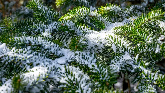 Branches de sapin Nordmann aux aiguilles denses et souples