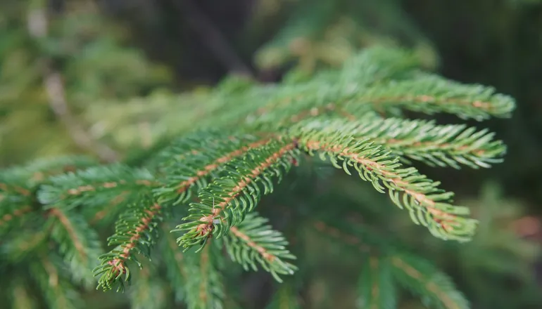 Branche de sapin vert en gros plan