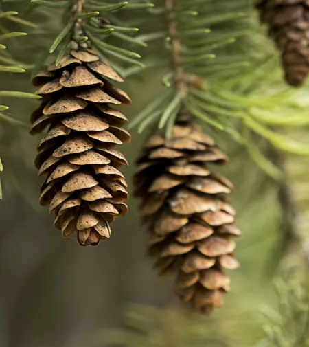 Cônes d'épicéa pendant sous une branche