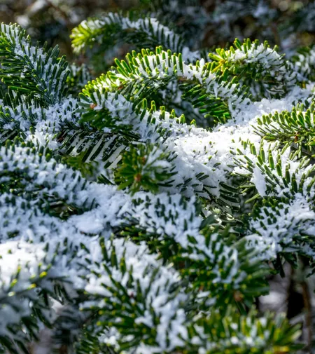 Aiguilles plates et denses d'un sapin Nordmann