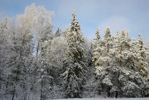 Sapins enneigés en lisière de forêt